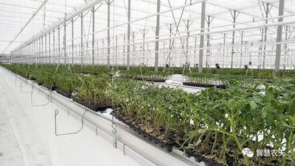 智能化種植|新疆霍爾果斯現(xiàn)代農(nóng)業(yè)科技產(chǎn)業(yè)園生機(jī)盎然