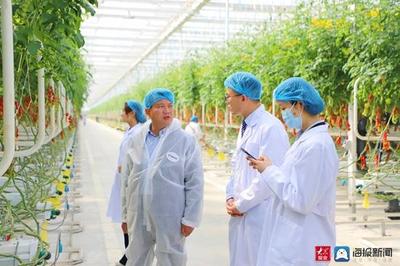 春管春耕進行時|日照農技專家溫室大棚開講 現代科技助力蔬菜管理