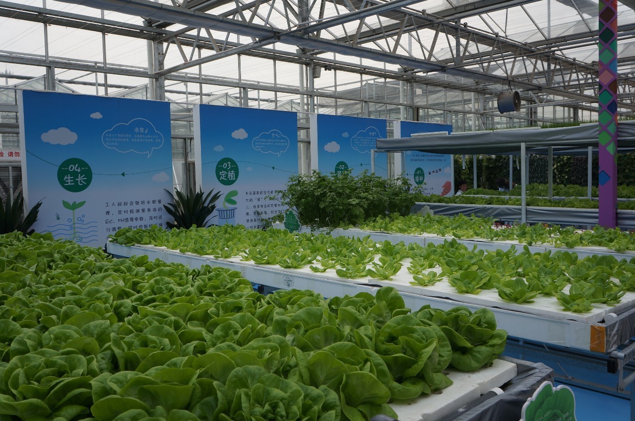 農業觀光園中觀賞蔬菜景觀的4種配置方式_旅游_網