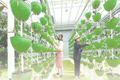 綠色農(nóng)產(chǎn)品爭上長三角&ldquo;餐桌&rdquo;