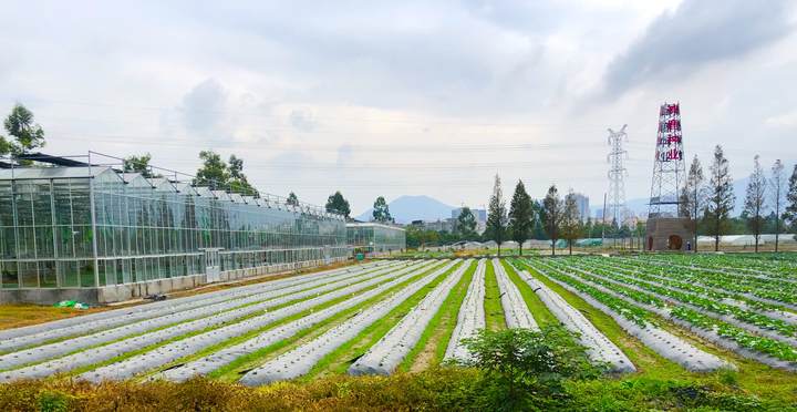 溫州“雙強(qiáng)行動(dòng)”驅(qū)動(dòng)農(nóng)業(yè)提質(zhì)增效 容業(yè)科技精準(zhǔn)發(fā)力